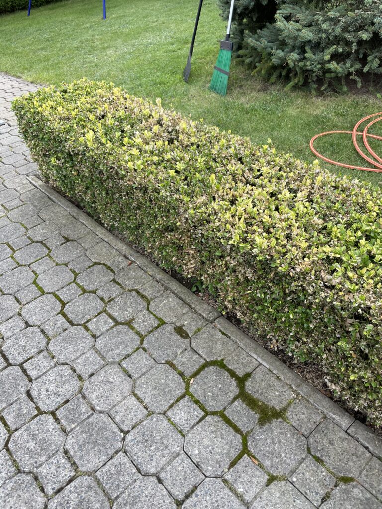 Přečtete si více ze článku Omlazení keřů: Jak na revitalizaci